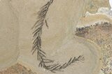 Dawn Redwood (Metasequoia) Fossil - Montana #378234-1